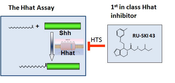 Resh-PhD-image-WEB